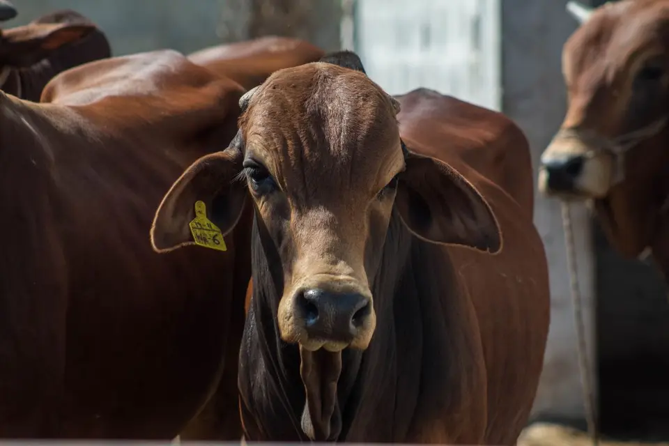 Detailed view of Brahman cattle on a farm, showcasing their distinctive features.